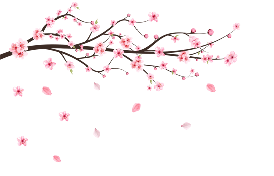 Japanese Cherry blossom PNG. Cherry blossom leaves falling. Realistic cherry blossom branch. Pink Sakura flower falling. Sakura branch with pink watercolor flower. Watercolor cherry flower PNG. png