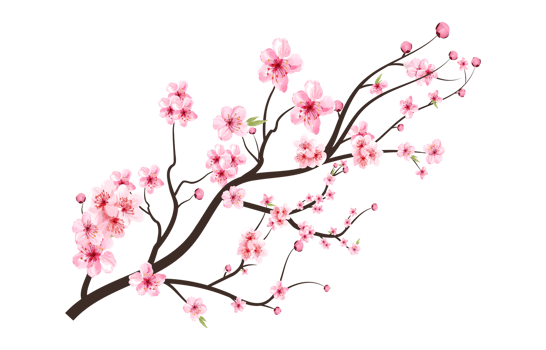 Cherry blossom with blooming watercolor Sakura PNG. Realistic watercolor Sakura flower branch. Japanese Cherry blossom PNG. Cherry blossom branch with Sakura flower. Cherry flower branch. png