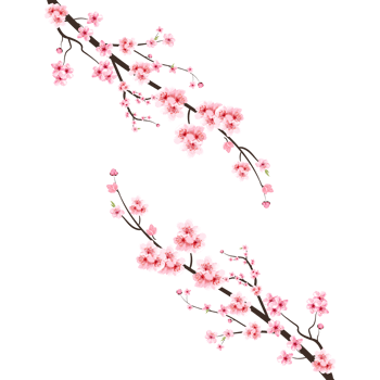 Cherry blossom with watercolor Sakura flower. Japanese Cherry blossom PNG. Cherry blossom branch with pink Sakura. Watercolor cherry flower PNG. Sakura flower branch PNG. png