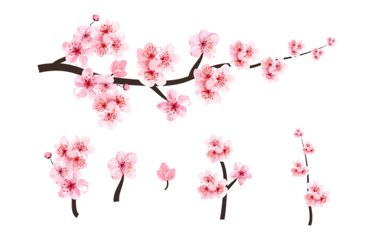 Cherry blossom branch elements with Sakura flower PNG. Cherry blossom with watercolor blooming Sakura. Watercolor cherry flower. Japanese Cherry blossom PNG. Sakura branch with watercolor flower PNG. png