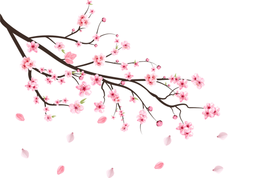 Cherry blossom branch with blooming Sakura PNG. Realistic watercolor cherry flower. Cherry blossom leaves falling PNG. Cherry branch with Sakura. Pink Sakura leaf falling. Sakura flower branch PNG. png