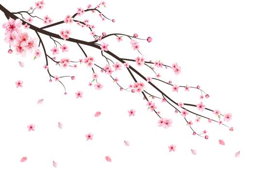 Cherry blossom with watercolor Sakura flower. Cherry blossom leaves falling. Realistic Sakura branch PNG. Japanese Cherry blossom PNG. Pink Sakura flower falling. Cherry branch with Sakura. png