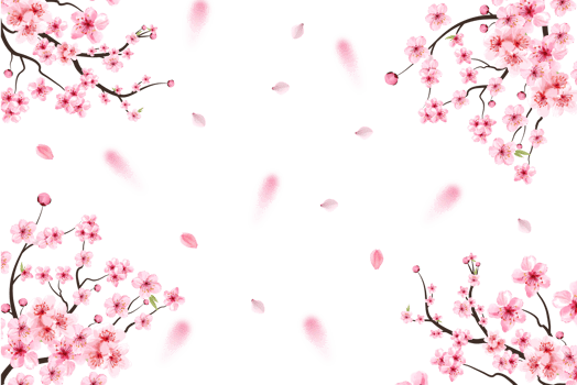 Cherry blossom with pink Sakura flower PNG. Pink Sakura leaf falling. Sakura branch with blooming watercolor flower. Cherry blossom leaves falling. Japanese Cherry blossom PNG. png