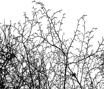 Vector silhouette of Tree on white background