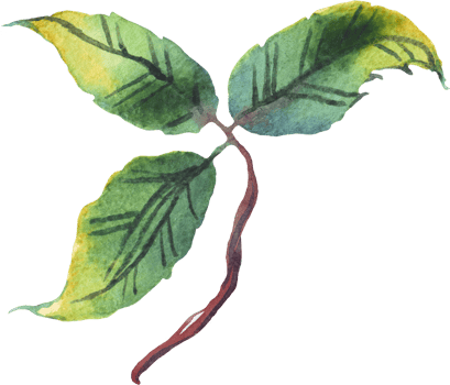 Green leaf. Watercolor illustration png
