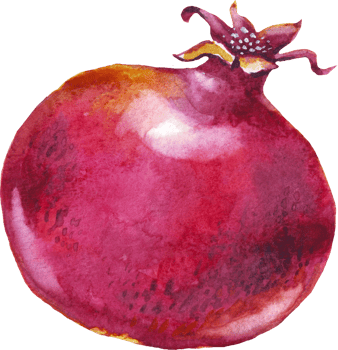 Pomegranate. Watercolor illustration png
