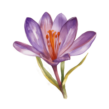 Saffron flower watercolor. png