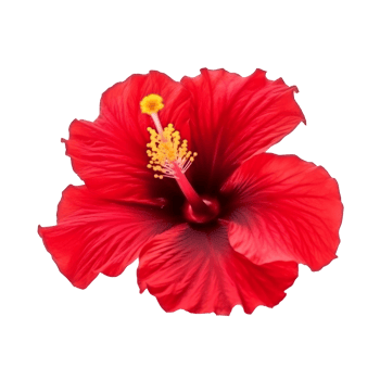 Hibiscus flower isolated. png