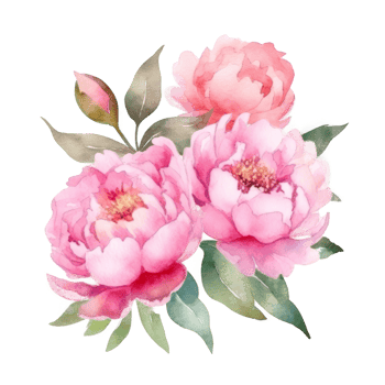 Peony watercolor flower. png