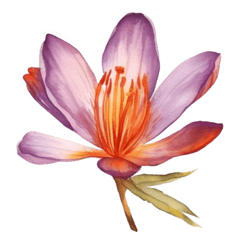 Saffron flower watercolor. png