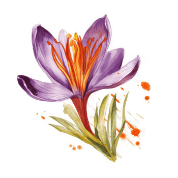 Saffron flower watercolor. png