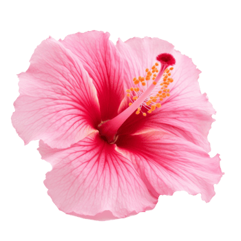 Hibiscus flower isolated. png