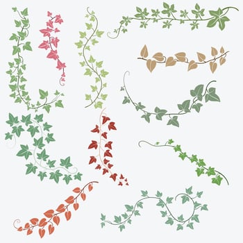 Floral ivy drawing decorative ornament flat design collection. vector