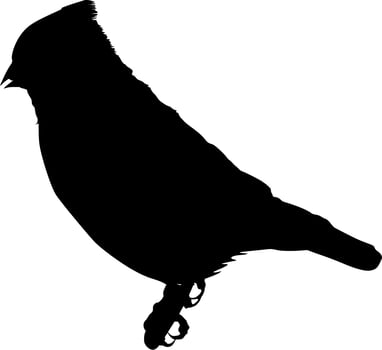 Vector silhouette of bird on white background