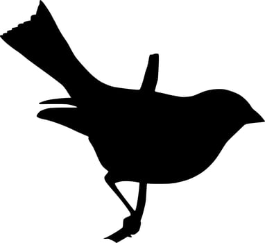 Vector silhouette of bird on white background