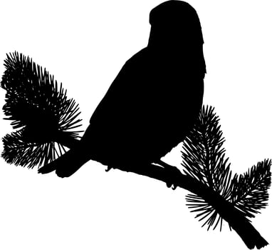 Vector silhouette of bird on white background
