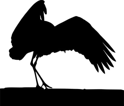 Vector silhouette of bird on white background