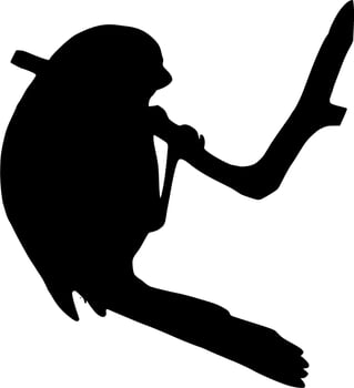 Vector silhouette of bird on white background