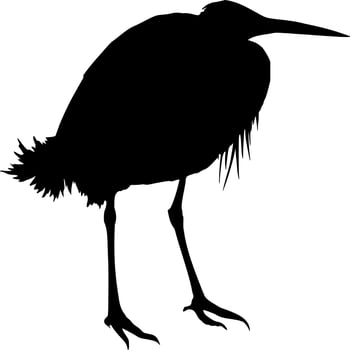 Vector silhouette of Bird on white background