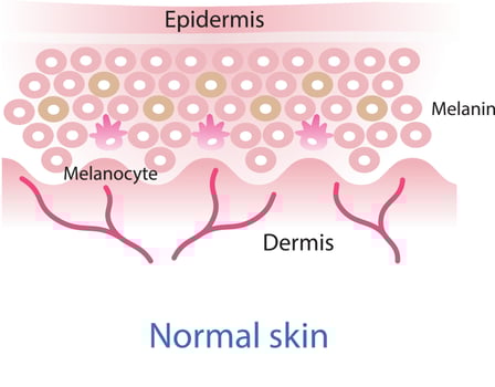 Normal skin layer vector, melanocyte, melanin, melanogenesis vector on white background.