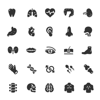 Icon set - Human Anatomy png