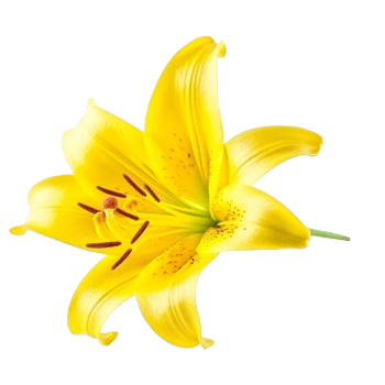 Yellow Lilly flower isolated. Illustration png