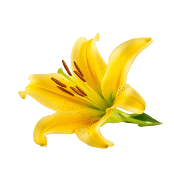 Yellow Lilly flower isolated. Illustration png