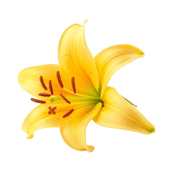 Yellow Lilly flower isolated. Illustration png