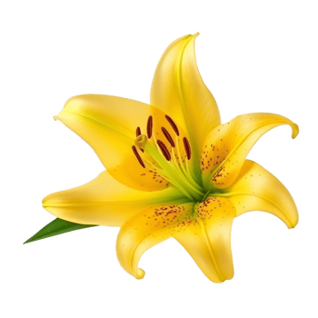 Yellow Lilly flower isolated. Illustration png