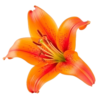 Orange Lilly flower isolated. png