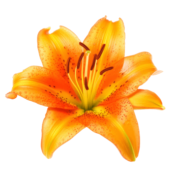 Orange Lilly flower isolated. png