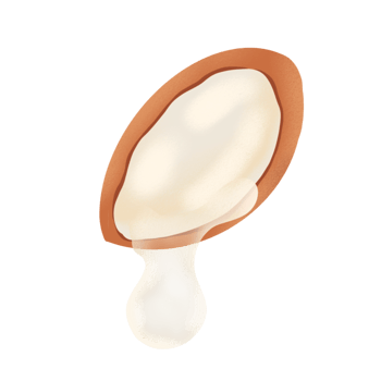 Argan nut illustration png