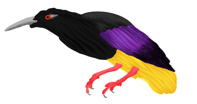 bird of paradise illustration png