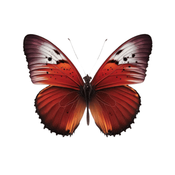 A stunning red butterfly floats gracefully on a clear, transparent backdrop, showcasing its intricate details and vibrant colors. png