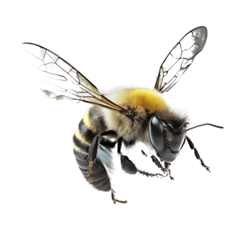 A breathtakingly lifelike bee takes flight on a transparent background, its delicate wings beating with graceful precision. png