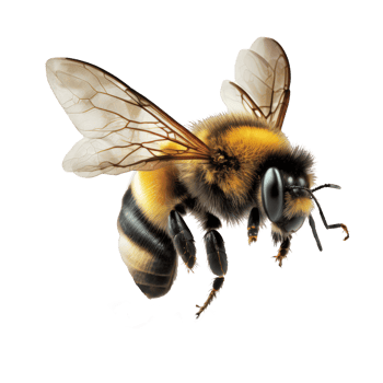 A detailed and lifelike bee is captured mid-flight against a clear and see-through background, showcasing its graceful wings and intricate body design. png