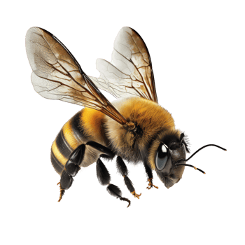 A striking image of a lifelike bee, captured mid-flight, set against a clean and enchanting transparent backdrop. png