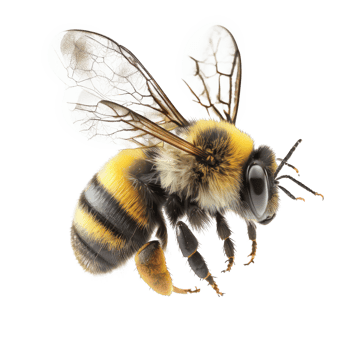 The image features an impressive, lifelike bee, beautifully rendered and seemingly in motion against a completely clear background. png
