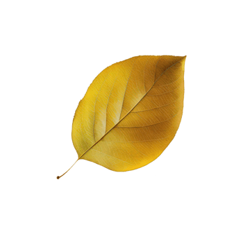 A vibrant yellow leaf delicately hovers on a transparent background, seemingly suspended in mid-air as if caught in a moment of stillness. png
