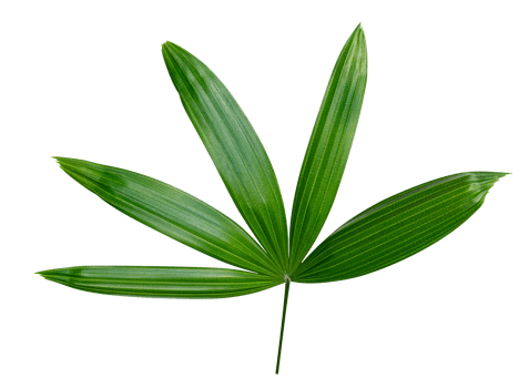 Green leaves pattern,leaf palm tree isolated png