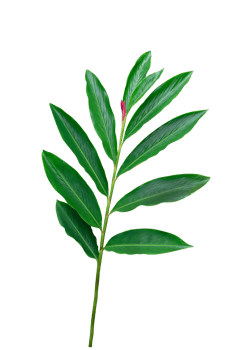 Green leaves pattern,leaf tropical red ginger flower isolated png