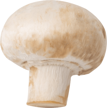 cremini mushroom cut out on transparent background. png