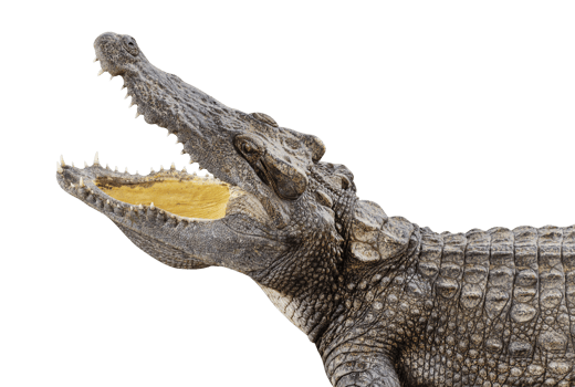 Crocodile open mouth png
