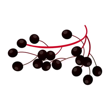 Elderberry Is A Fruit That Has A Sour And Sweet Taste. This Fruit Grows A Lot In The Northern Hemisphere vector