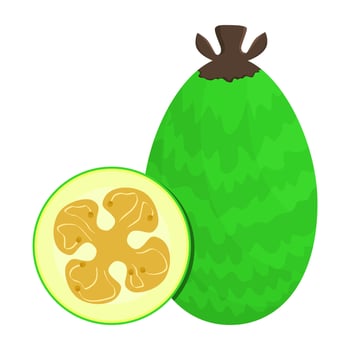Feijou Is A Fruit That Has A Sour And Sweet Taste. This Fruit Grows In South America, Asia And Australia vector