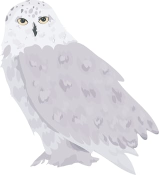 White snowy owl isolated on a white background. Vector illustration.