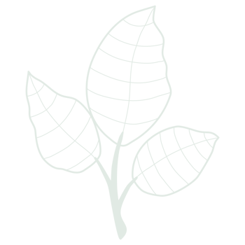 Line art leaf png