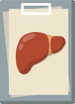Human liver. Treatment of anatomical system. Medical analysis of internal organs. Document file. Diagnosis and scan. Element of hospital and disease. Cartoon flat illustration vector