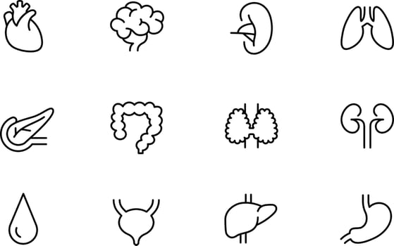 Organ icon set vector