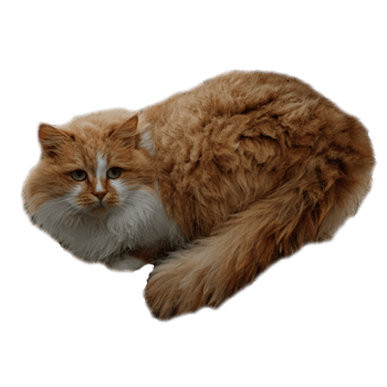 Red cat is a pet. png